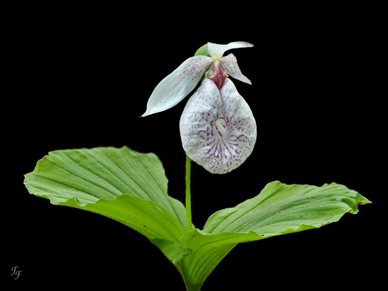 a2018_04_22_JBSaverne_Cypripedium_Formosa_plan_entier