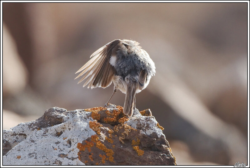 Tarier des Canaries