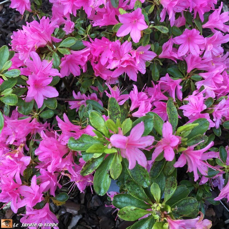 Azalée japonaise Héléna Rose