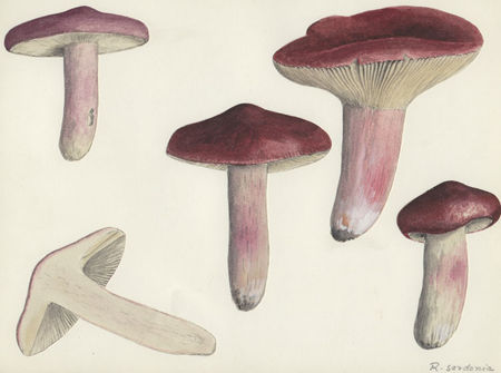 russula_sardonia