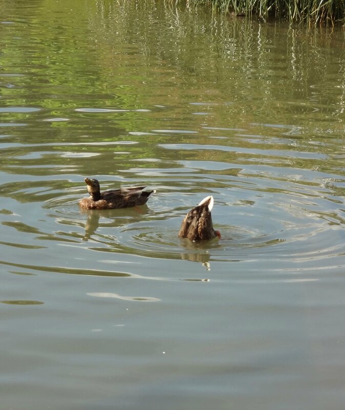 canards