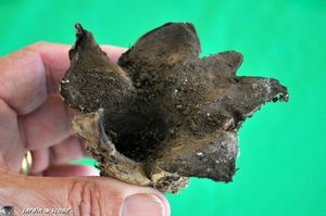 Scleroderme-gaester-2