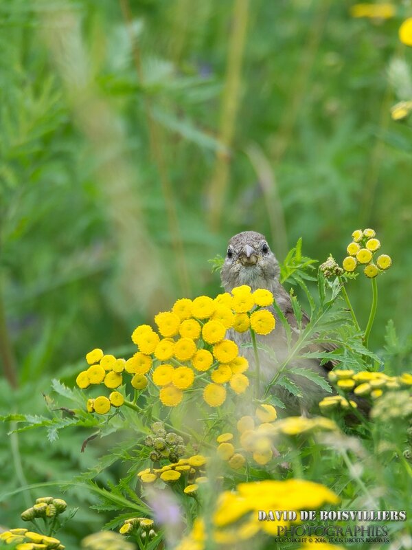 Moineau domestique (Passer domesticus)