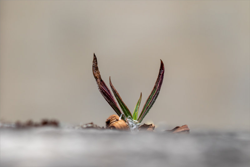 macro mur plantes 2 190623