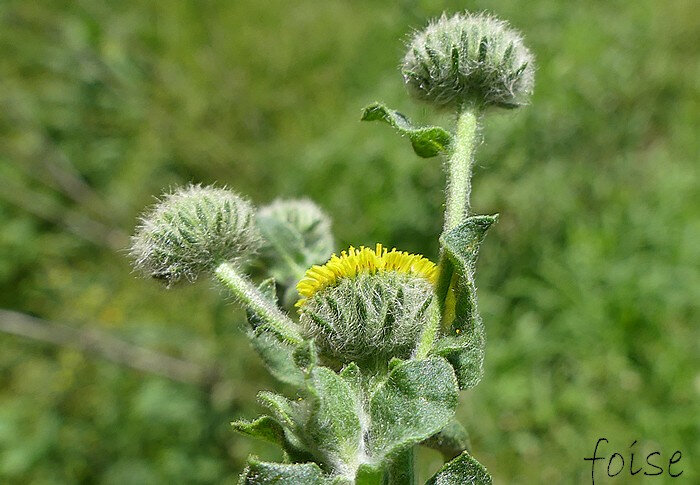 involucre velu-laineux à bractées lancéolées-linéaires