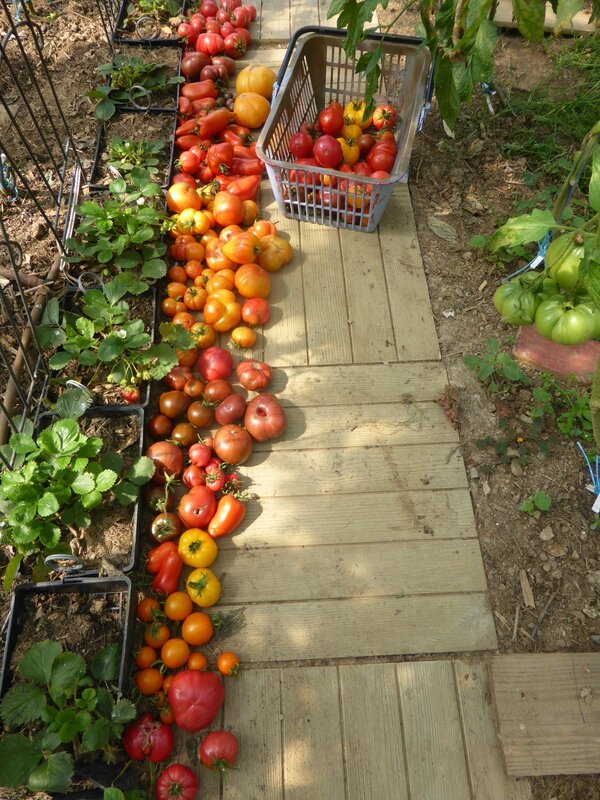 26-tomates (4)