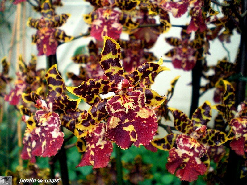 oncidium tigré