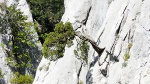 Galamus