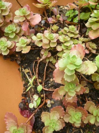 Sedum spurium rubrum