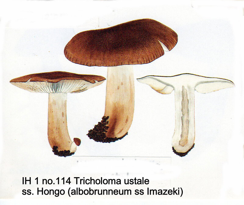 IH1 pl 16 no 114 Tricholoma ustale