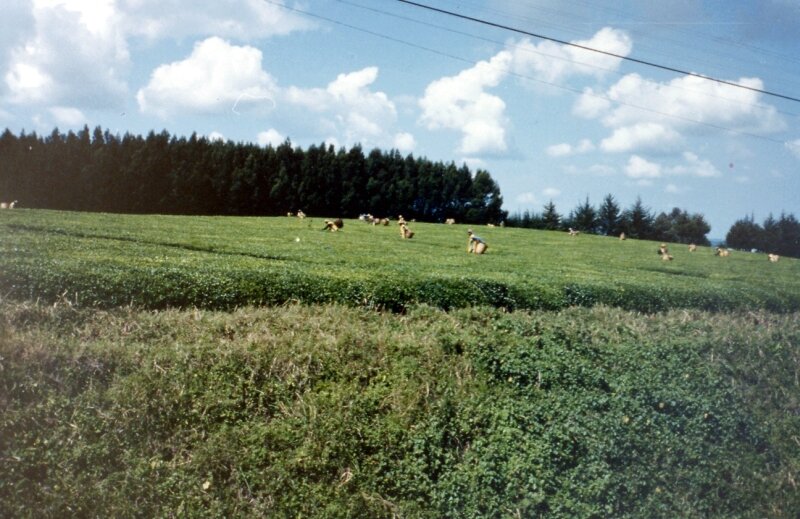 nord kenya ss