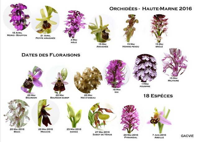 152- Didier du Val Briiot - Orchidées-Floraison