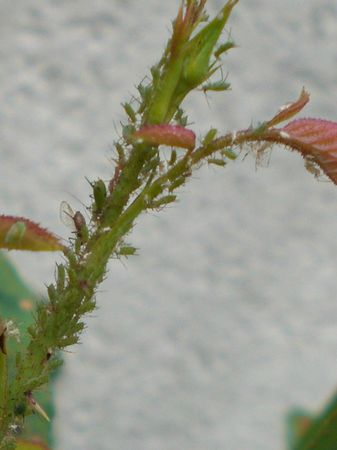 colonie de pucerons sur rosier