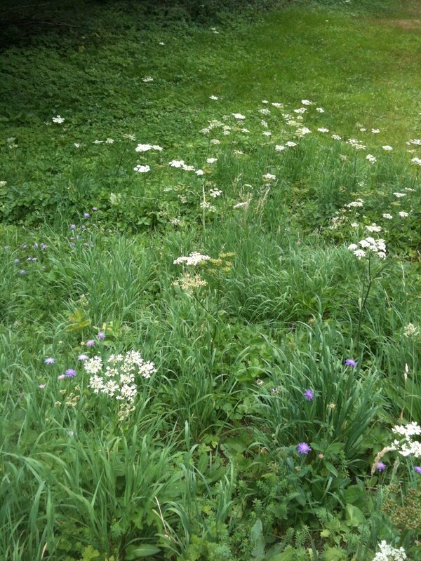 Fleurs champêtres