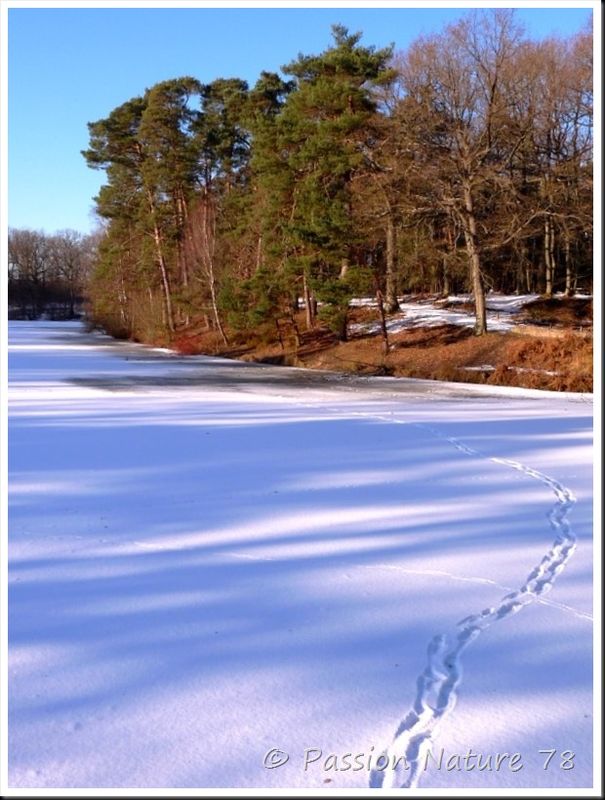 Traces d'animaux dans la neige (3)