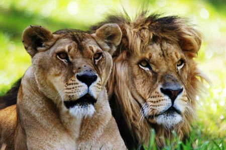 lion-lionne