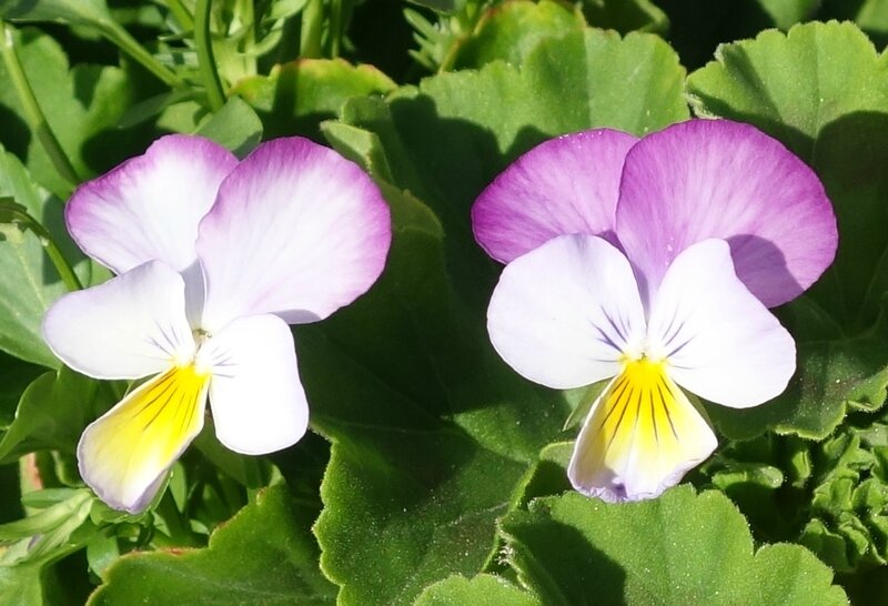 petites pensées