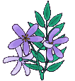 fleurs_violettes