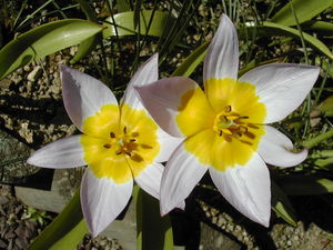 Jardin_2009_04_13_tulipes_naines