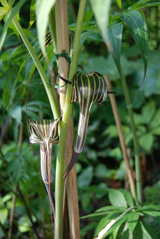 Arisaema ciliatum var liubaense