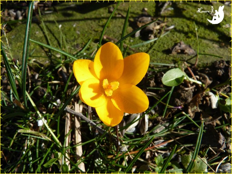 Crocus jaune 2