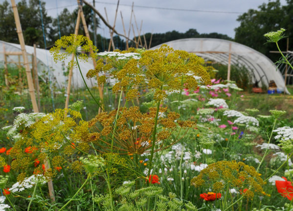 ferme florale-1