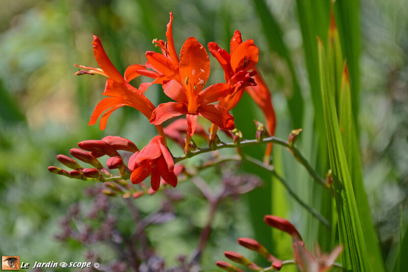 Crocosmia X hybrida Lucifer
