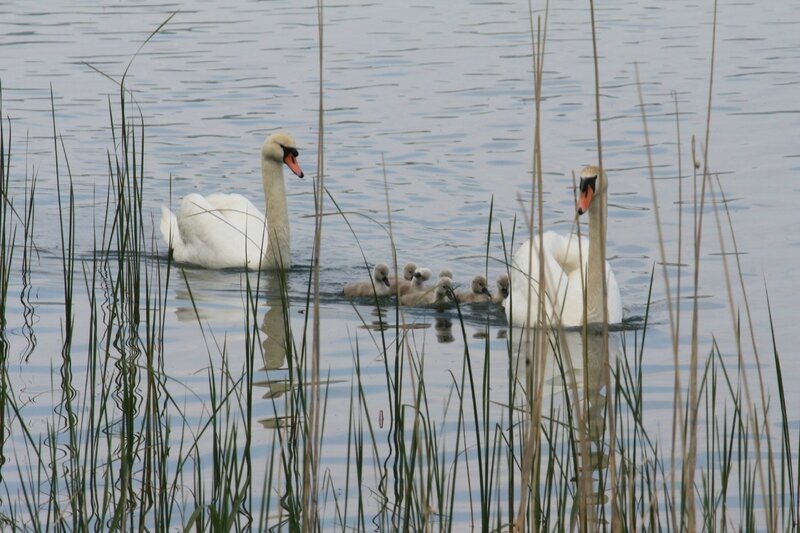 IMG_4279 - Copie