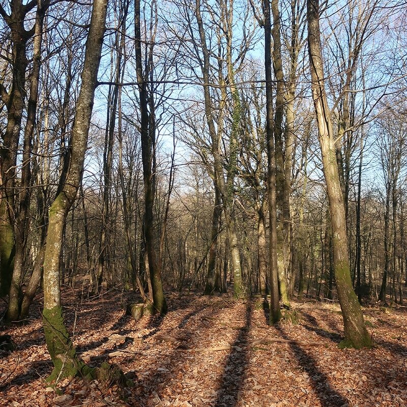 forêt 26 c