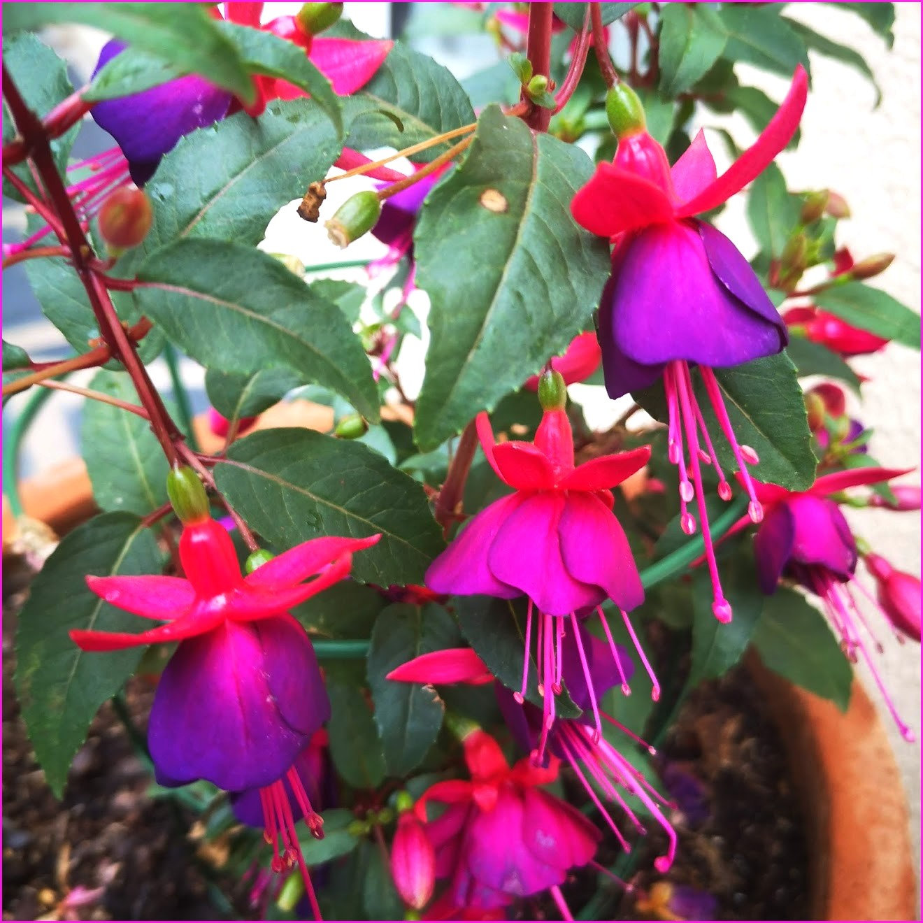 fleursviolettes6