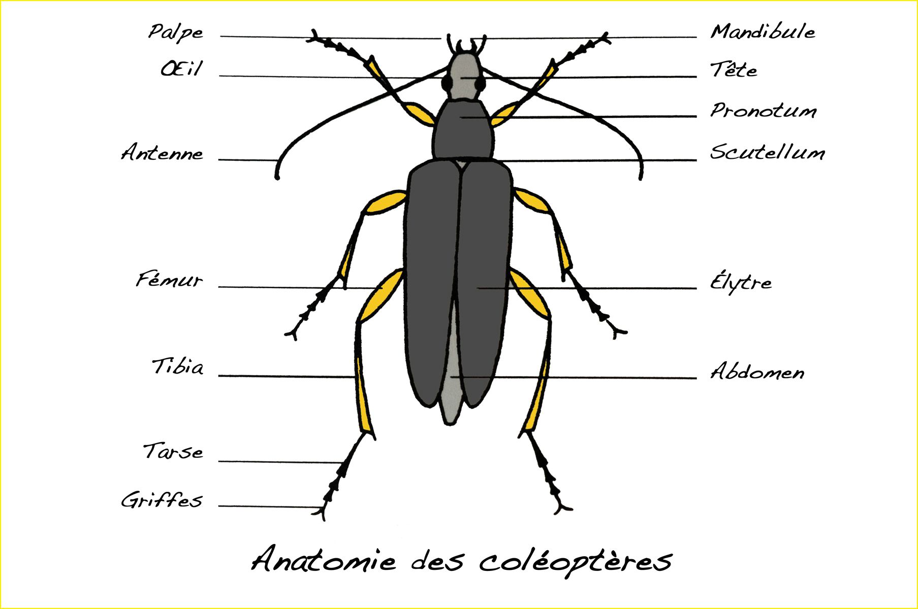 Anatomie des coléoptères Le JardinOscope, toute la vie animale de nos parcs et jardins