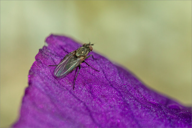 Mur SM 130322 16 mouche iris ym
