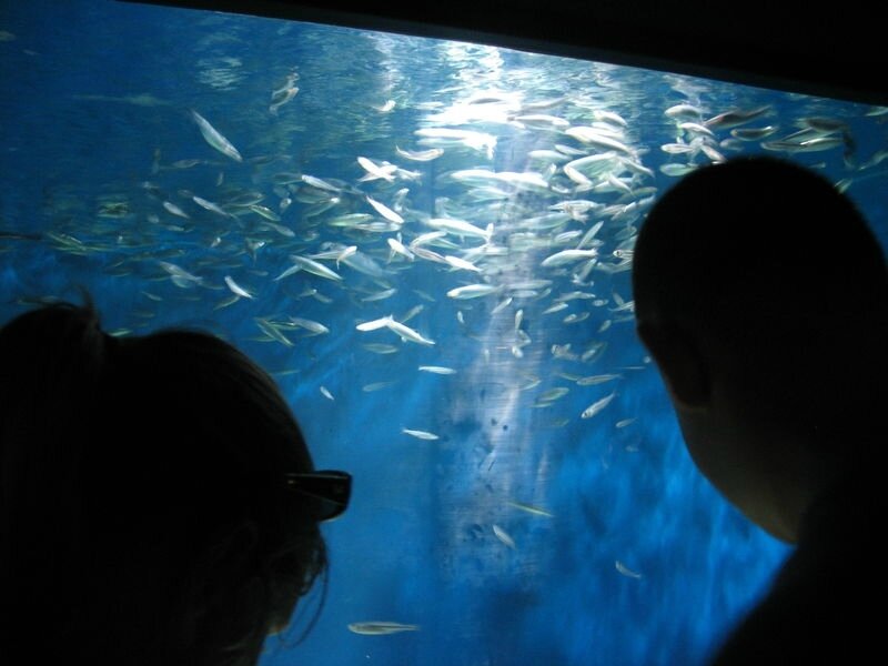 La Rochelle, aquarium, sardines (17)