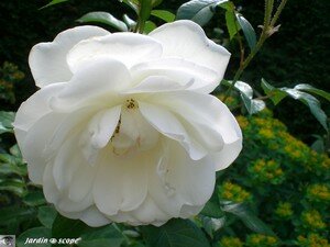 Rose_Fee_des_Neiges