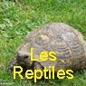 LES REPTILES