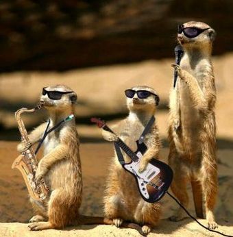 Suricate_band2_kicsi