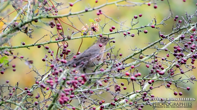 Merle noir (Turdus merula - Common Blackbird) femelle