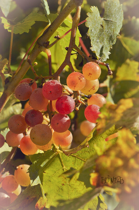 _DSC1606 Raisin 2 vign red