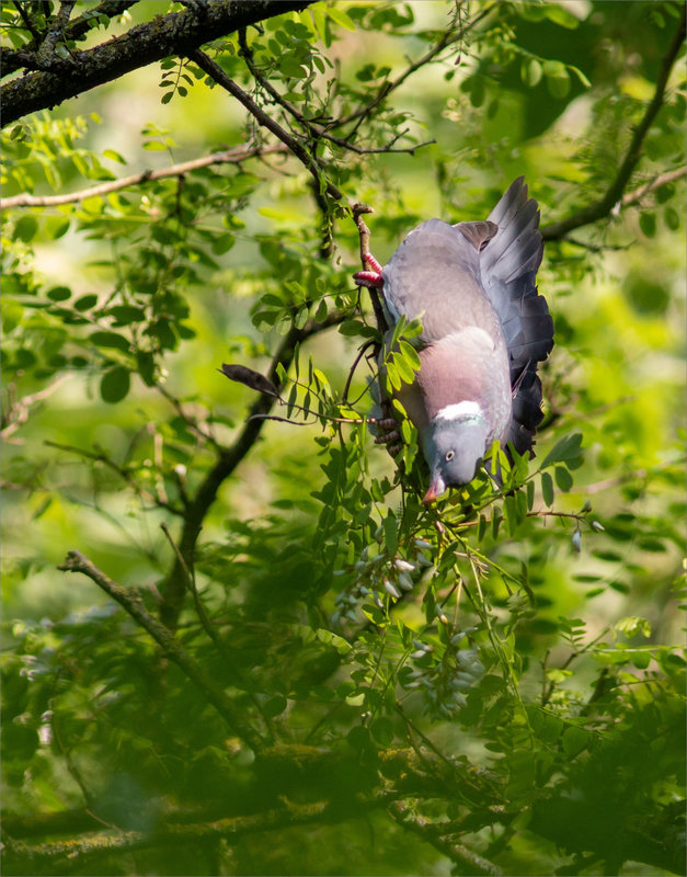 Oiseau pigeon ramier palombe acacia 030522 2