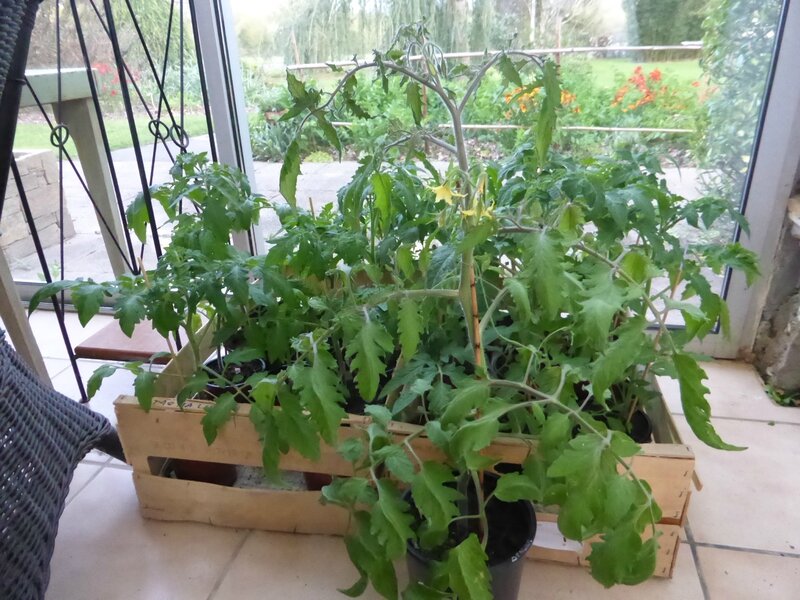 19-tomates-plants (9)
