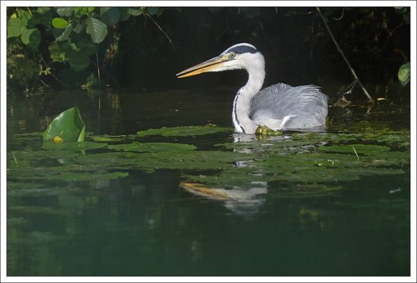 ville lulu heron matin 200713 pelican