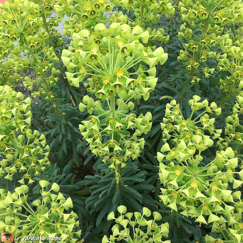 Euphorbe-characias