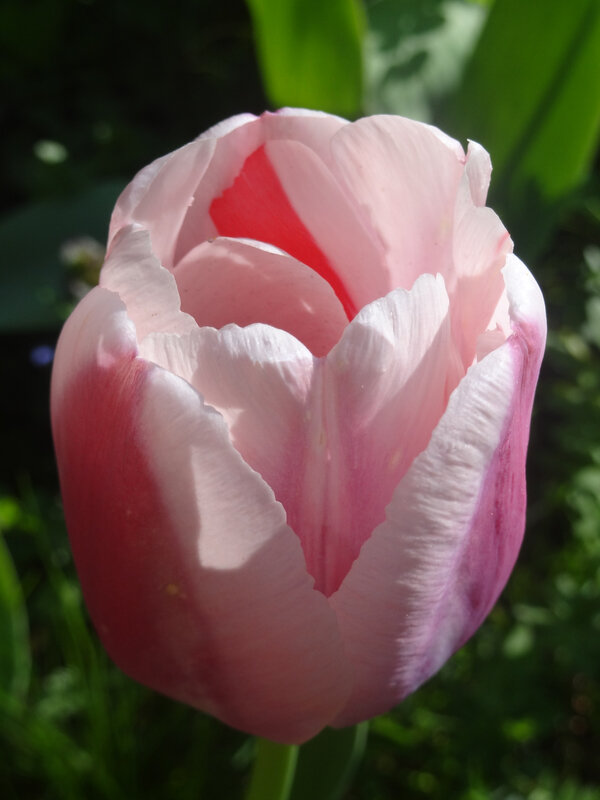 tulipe rose 2