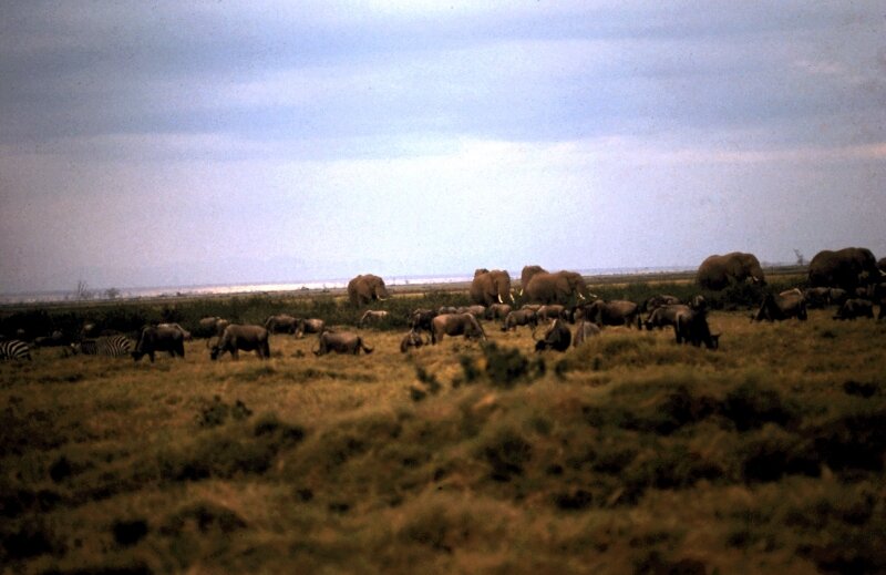 amboseli elephant cc