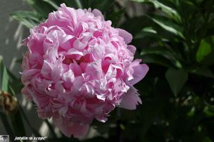 Pivoine-rose