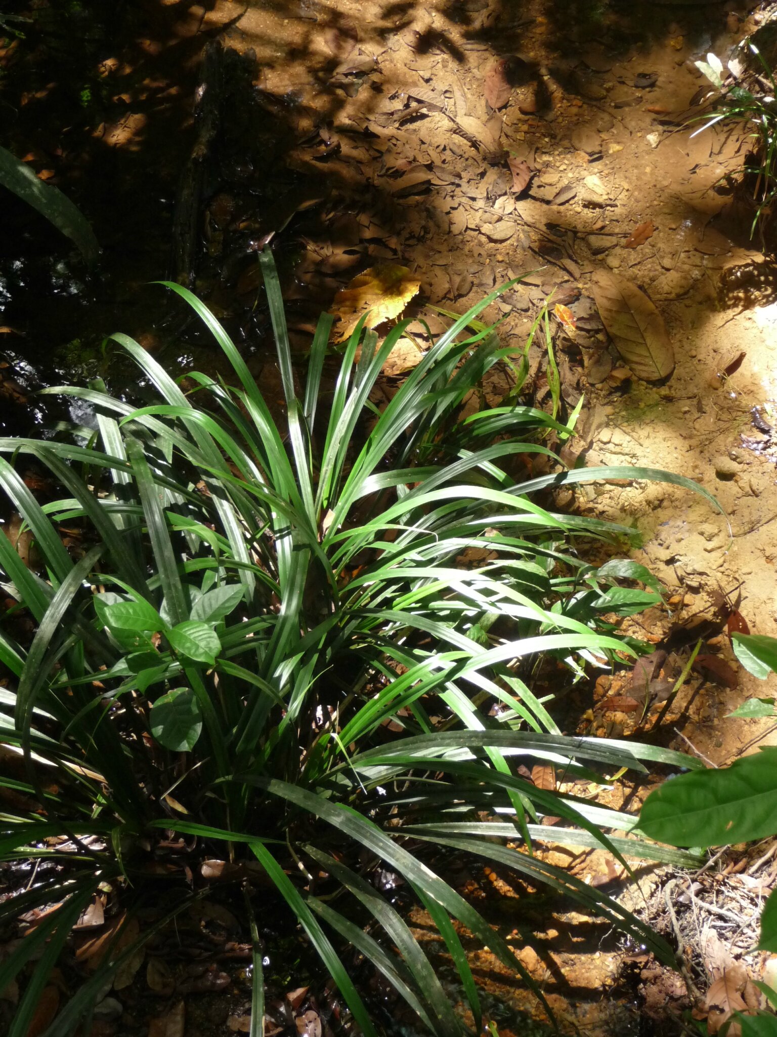 Kourou - Montagne des singes