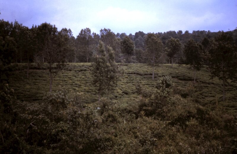 zaire foret c