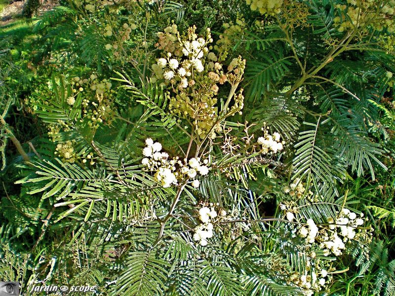 Acacia mearnsii • Mimosa • Famille des Fabaceae