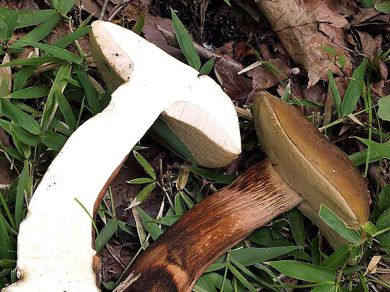 Tylopilus rigens okuyamanigaiguchi6