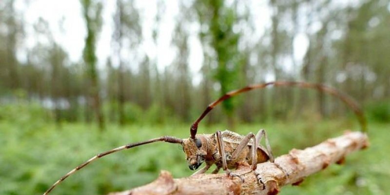 Landes ce ver microscopique